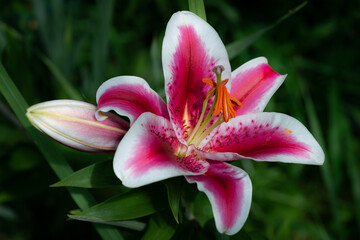 lilium blanc et mauve Gaucho (jardin du ruisseau de l'église 2023)
