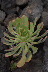 An unusual green plant has grown in mountain rocks