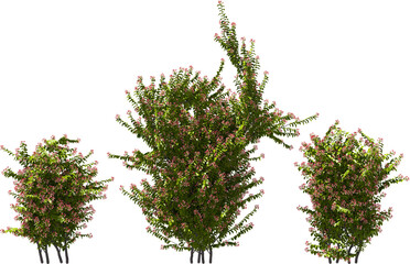 plant, Indian oddball, hq arch viz cutout plant 3d render
