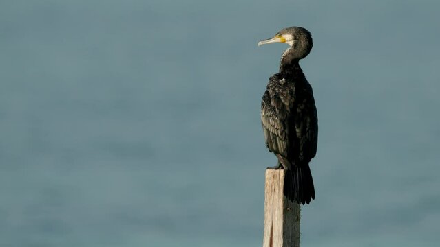 Great cormorant preening perched on wooden log
