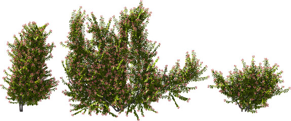 plant, Indian oddball, hq arch viz cutout plant 3d render