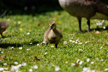 Young canadian goose on grass field