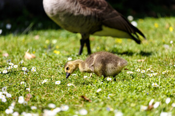 Young canadian goose on grass field
