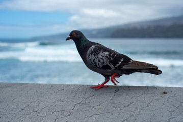 A beautiful nimble pigeon sits by the sea embankment in Georgia and flies from place to place