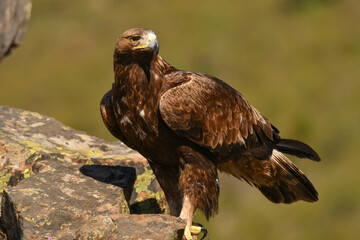 Steinadler