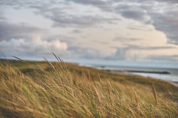 Beach grass the wide beach at northern Denmark. High quality photo