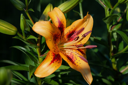 lilium h&ocirc;tel California  (jardin du ruisseau de l'&eacute;glise 2023)