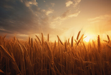 Sunset in wheat field stock orange and gold ai generated