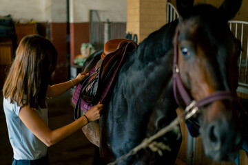 A rider puts a saddle on her black horse in the stables in preparation for the race equestrian...