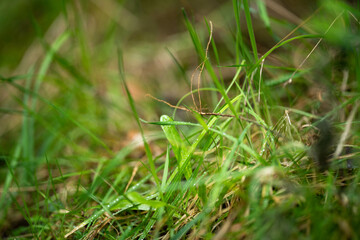 long native grasses on a regenerative agricultural farm. pasture in a grassland in the bush in australia in spring in australia