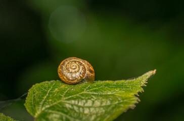 Different insects in different conditions