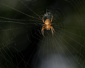 Spider web with spider in different positions
