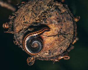 Different insects in different conditions