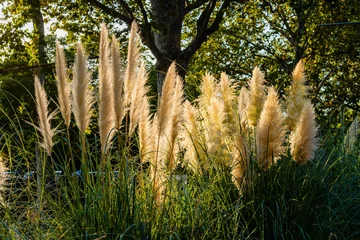 Foto op Canvas Pampas grass outdoor in light pastel colors, reed layer, reed seeds, plant wedding decor © photo-lime