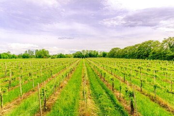 beautiful green vineyard in Veneto, Italy with rows of young vines on vinery farm and scenic cloudy sku on background. Rural green agriculture landscape