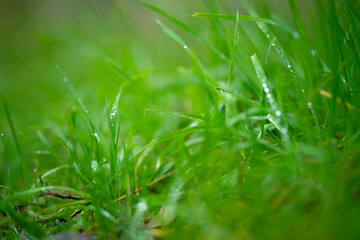 long native grasses on a regenerative agricultural farm. pasture in a grassland in the bush in australia in spring in australia