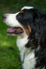 Close-up portrait headshot of Bernese Mountain Dog with green grass background