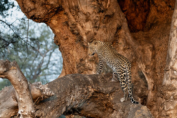 Leopard (Panthera Pardus) resting in a Mashatu tree in the late afternoon in Mashatu Game Reserve...