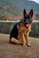 Beautiful german shepherd dog posing for the camera