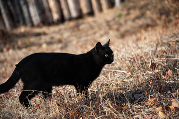 A black cat walks through the autumn forest. Selective focus on the cat