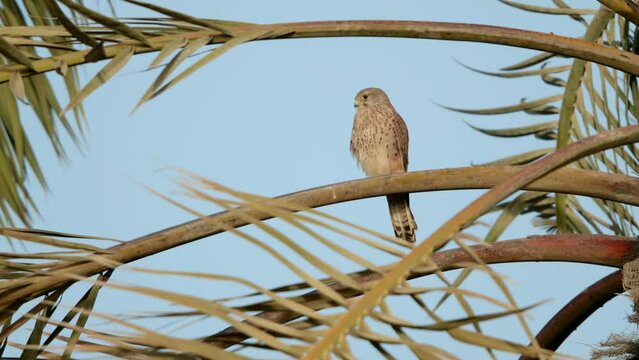 Common kestral perched on date palm preening