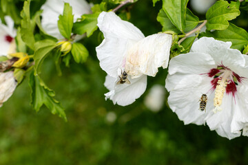 Bienen bedeckt mit Pollen im Hibiskus © deraugenzeuge