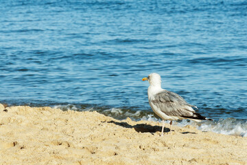 A seagull stands on the seashore