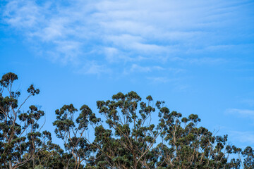 native gum tree growing in a forest in a national park in australia in the bush in spring