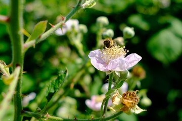 Bine auf weißer Blüten vor unscharfem Hintergrund