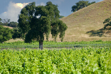 Fototapeta na wymiar live oak trees scattered among the grapevines at the winery
