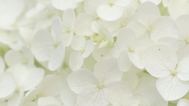 white hydrangea blossom background. macro footage