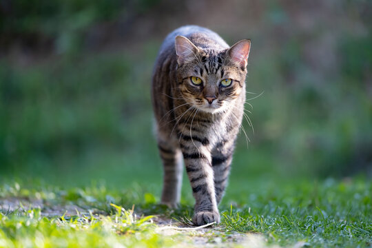 Stray tabby cat walking outdoors