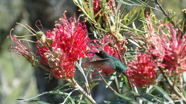 Beija-flor, natureza