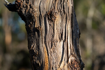 native gum tree growing in a forest in a national park in australia in the bush in spring