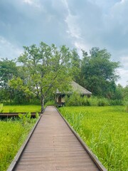 Paddy Field with Wooden Bridge