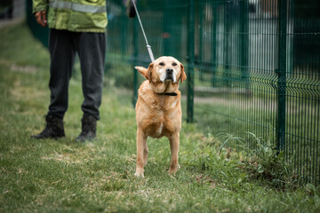 Rescued dog from dogs shelter in Serbia during his daily walk.