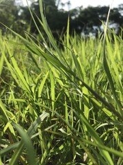 green grass in the morning