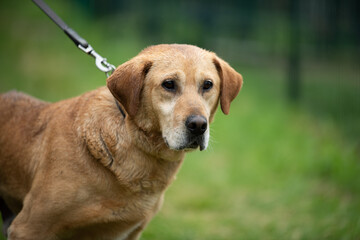 Rescued dog from dogs shelter in Serbia during his daily walk.