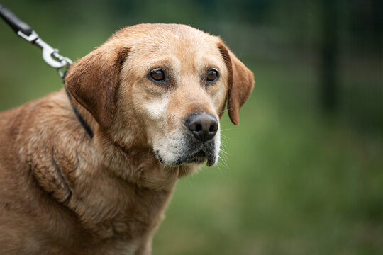 Rescued dog from dogs shelter in Serbia during his daily walk.