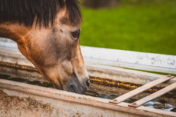 Durstiges Pferd/Pony