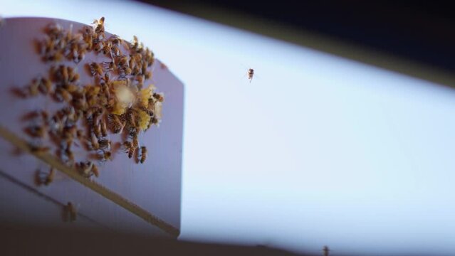 Small swarm of bees on a window shutter. Many small bees move from the swarm into a beekeeper's box. Animal behavior, beekeeping and the wonders of nature. Life together and community.