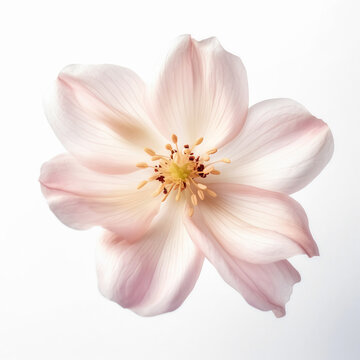 Image of a flower close-up on a white background. AI generated