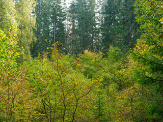 golden yellow autumn forest scene - 641428268