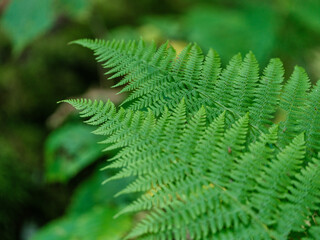 green summer foliage textured background
