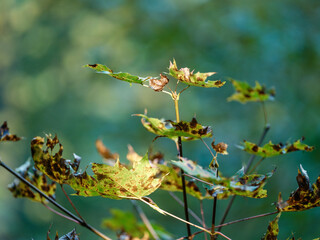 green summer foliage textured background