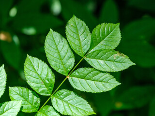 green summer foliage textured background