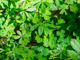 Fototapeta na wymiar green summer foliage textured background