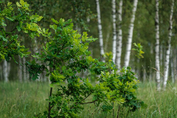 Fototapeta na wymiar tree trunks with bark in summer forest sunlight
