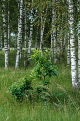 tree trunks with bark in summer forest sunlight