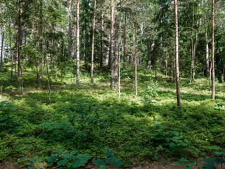 Obraz premium tree trunks with bark in summer forest sunlight